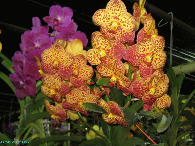 Flower Festival in Chiang Mai