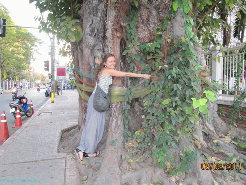 Trees, do not hug hands