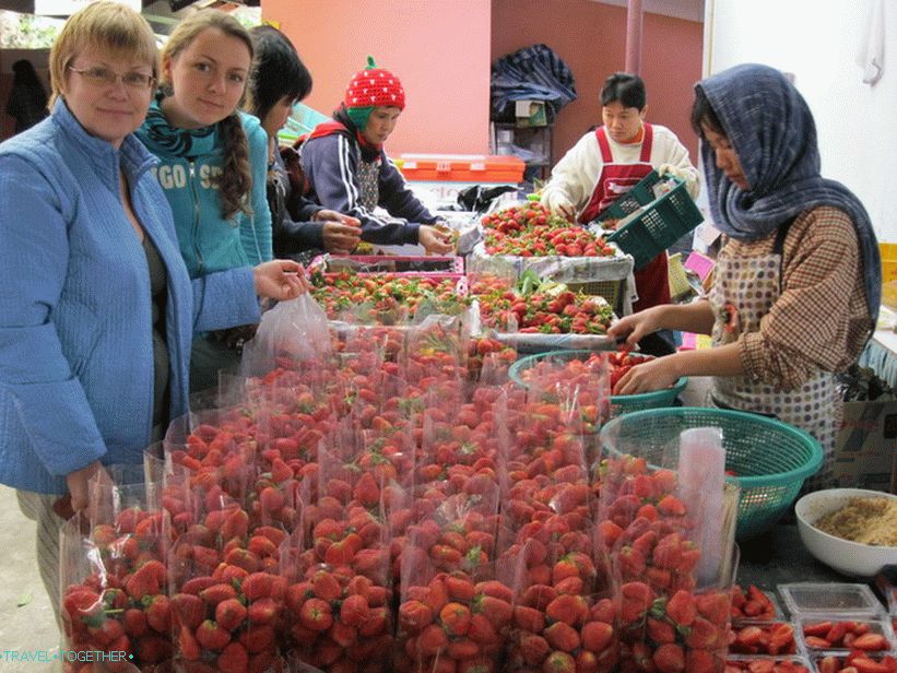 Strawberries buckets in the north of Thailand