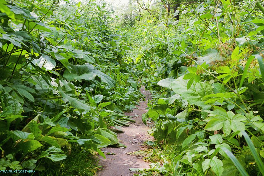 Path through the jungle