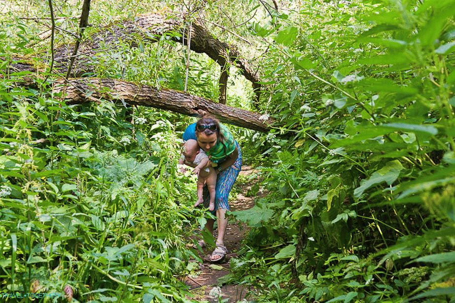 We make our way through fallen trees