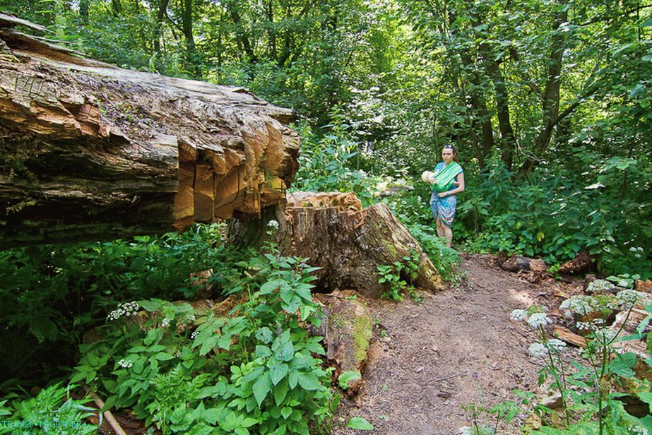 Some of the trees are striking in their thickness