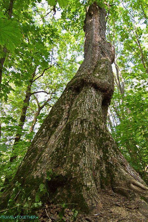 Trees with uncovered trunks
