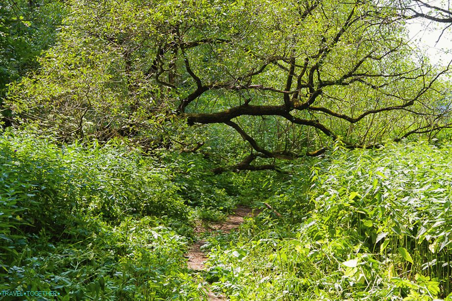 Some of the paths are stoned and nettle is not scary