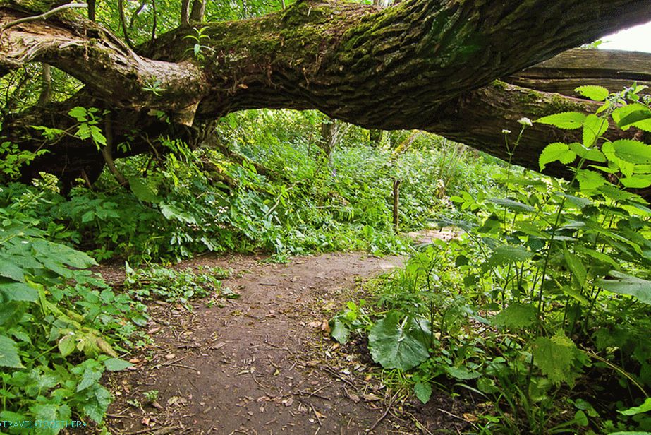 Some trees form arches