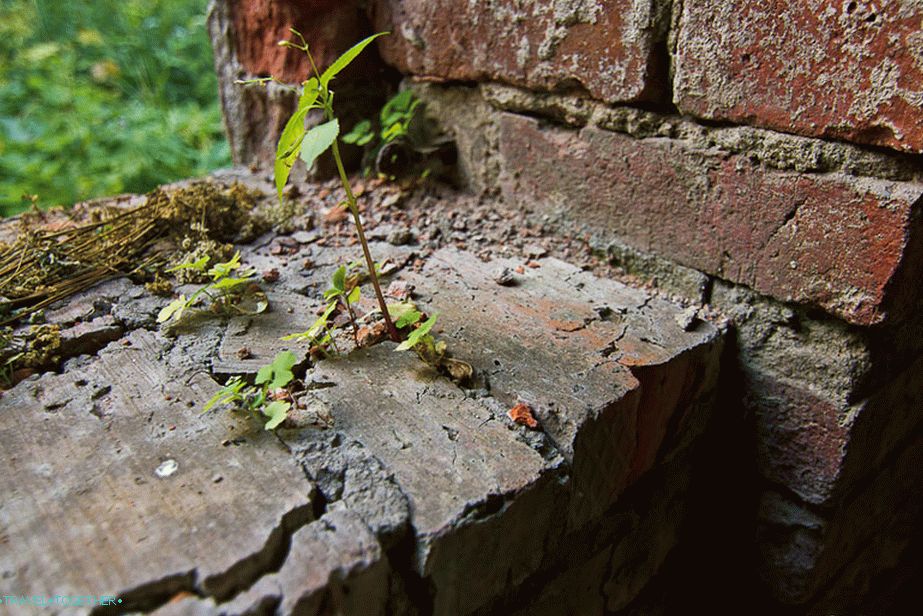 Nature takes back its territory