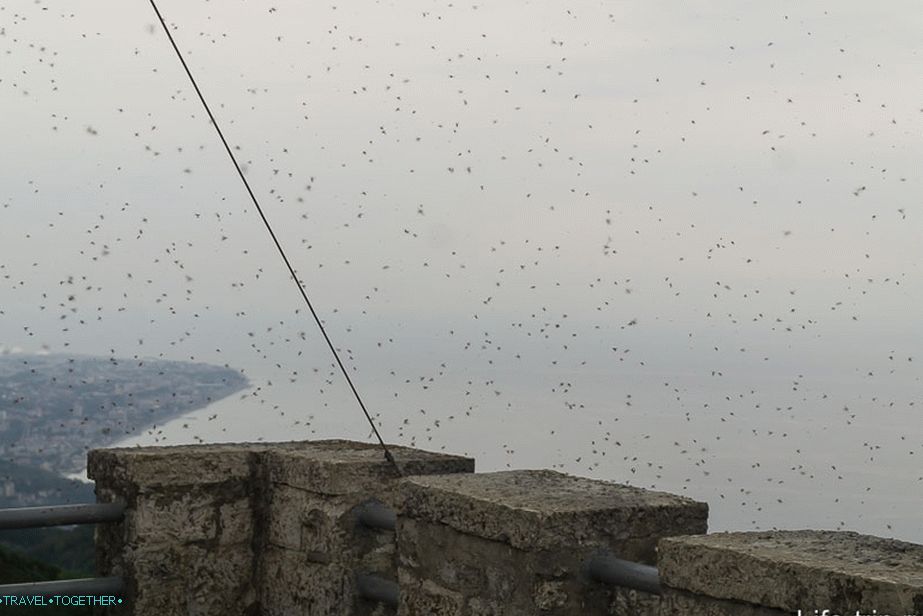 A herd of flies on the Akhun tower