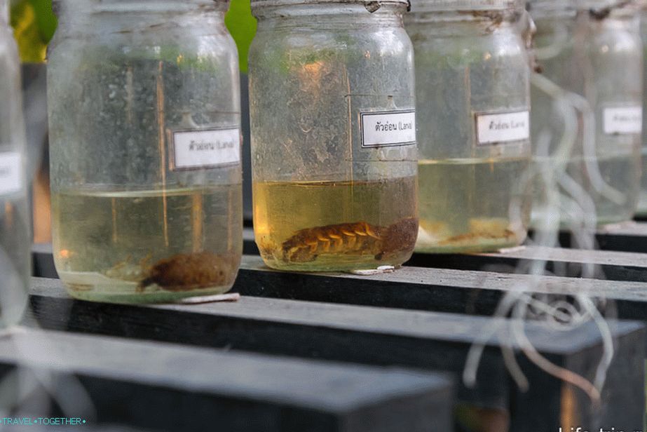 There are bugs and aquariums everywhere