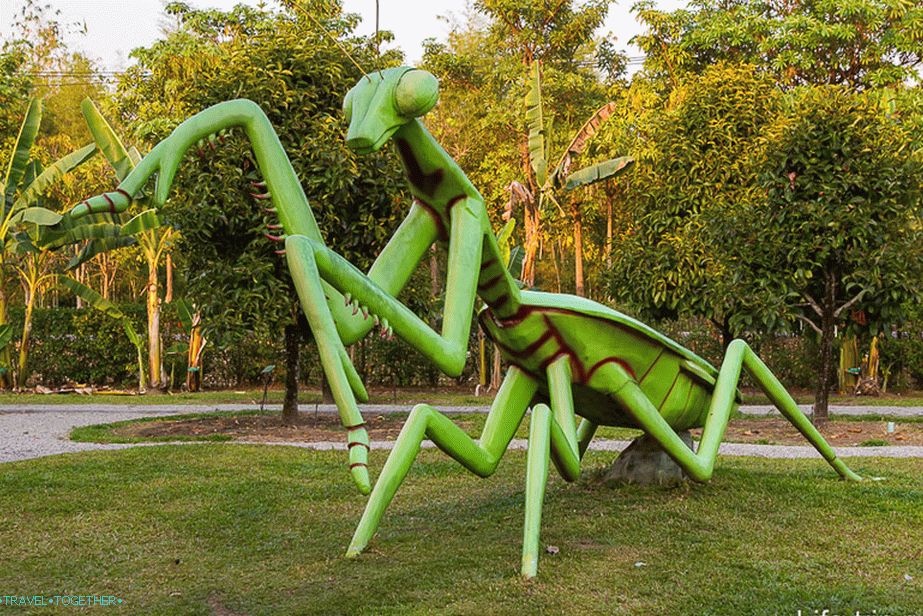 By Royal Flora roam great praying mantises