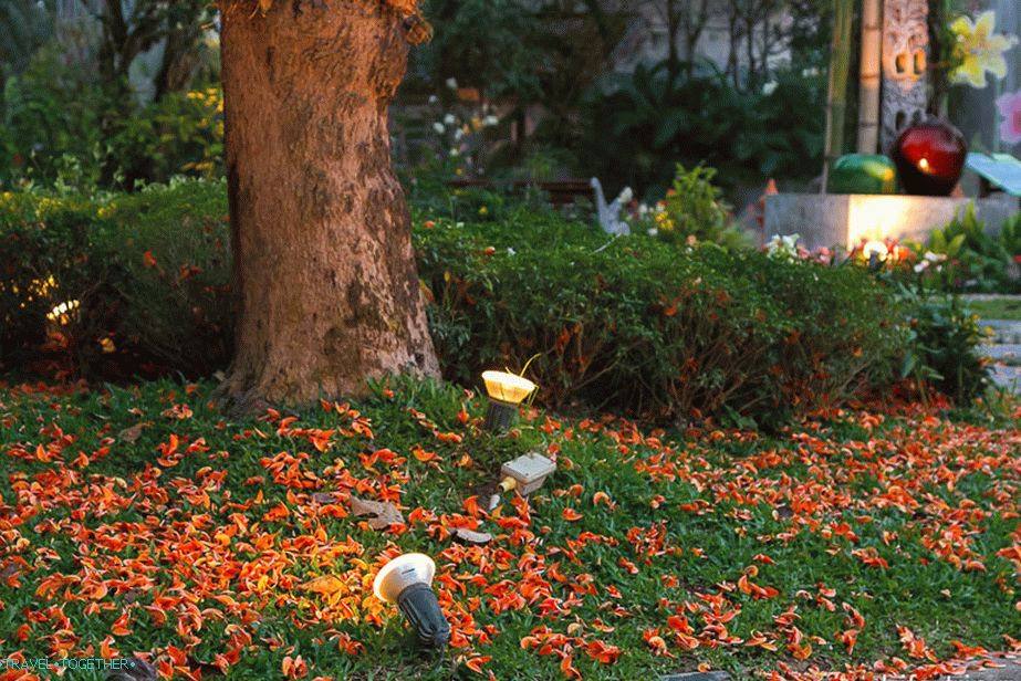 Petals fallen from the tree, beautiful
