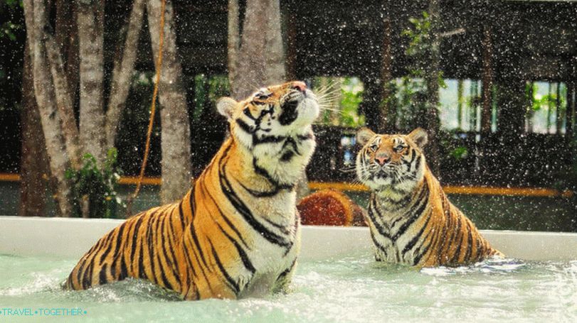 Park tigers on Phuket