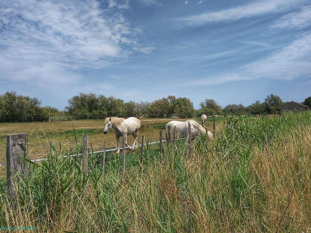 Famous Camargue White Horses