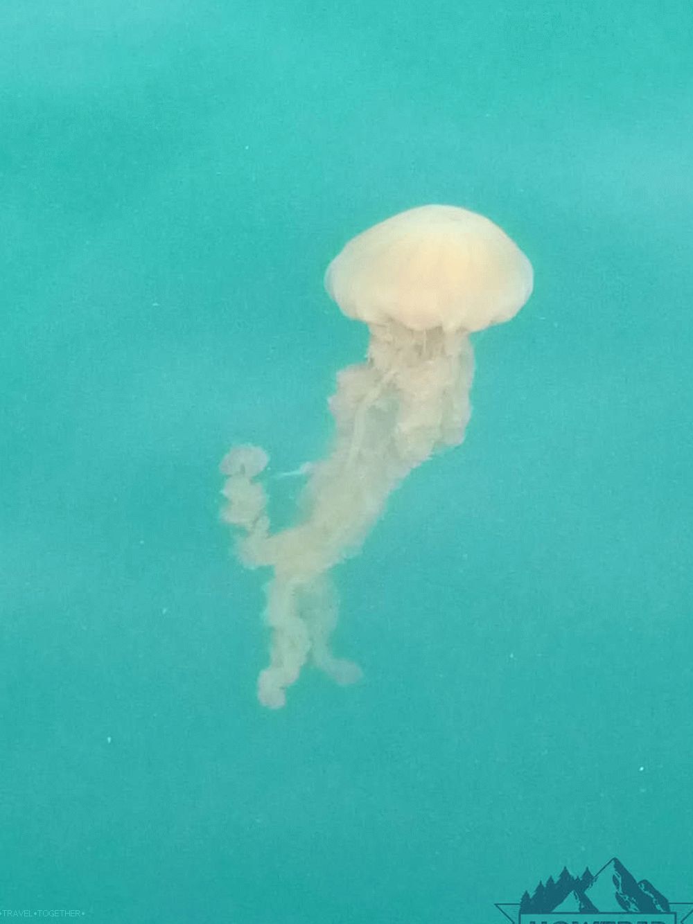 Jellyfish in Goa