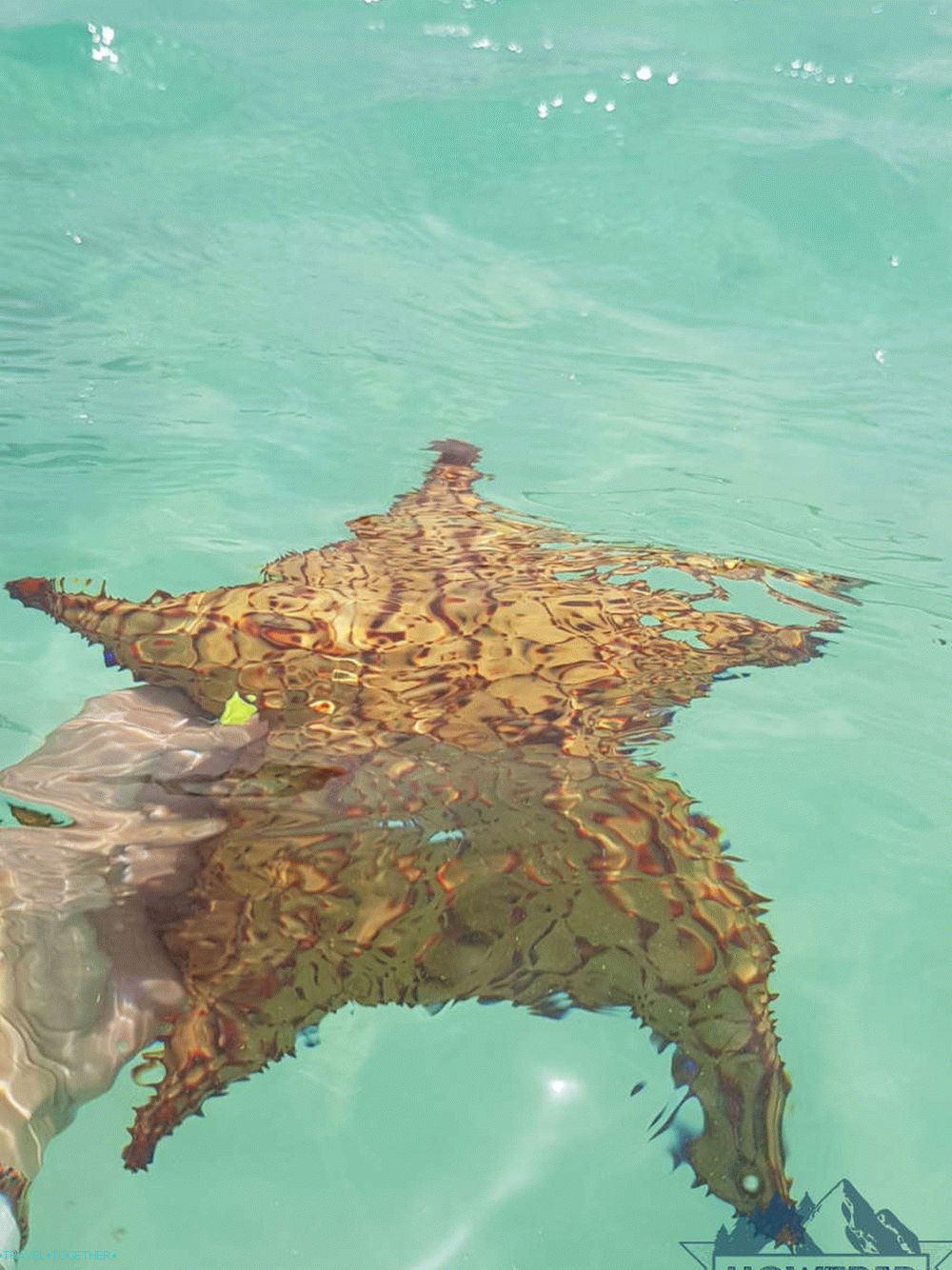 Star - the sea in the Dominican Republic