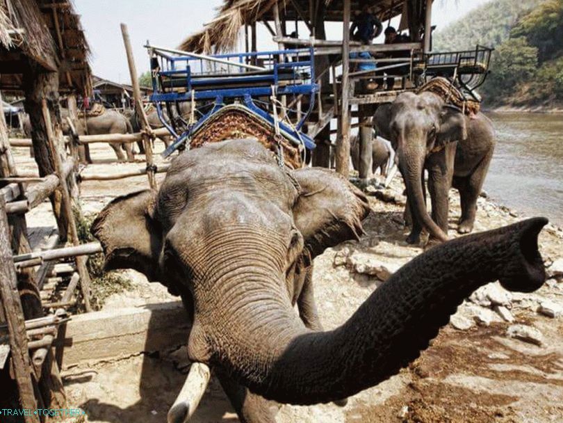 How to tame elephants in Thailand