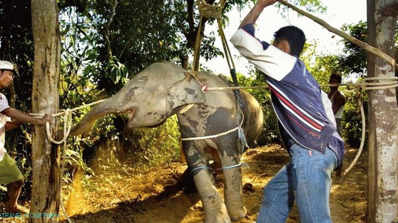 The Ceremony Ceremony (The Phajaan Ceremony) - the destruction of the spirit of an elephant