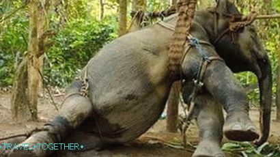 The Ceremony Ceremony (The Phajaan Ceremony) - the destruction of the spirit of an elephant