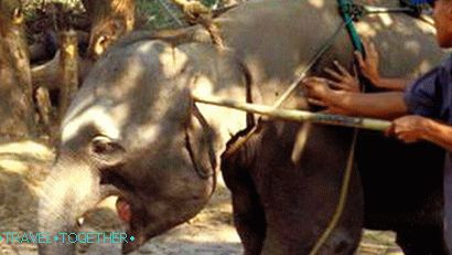 The Ceremony Ceremony (The Phajaan Ceremony) - the destruction of the spirit of an elephant