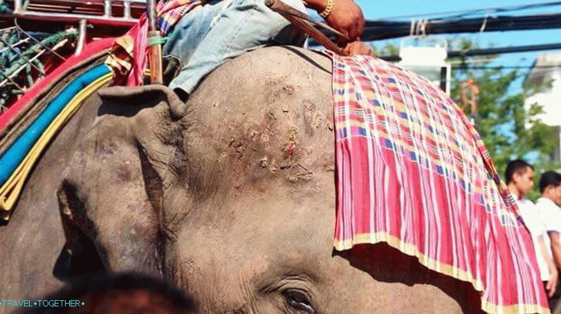 How to train elephants in Thailand