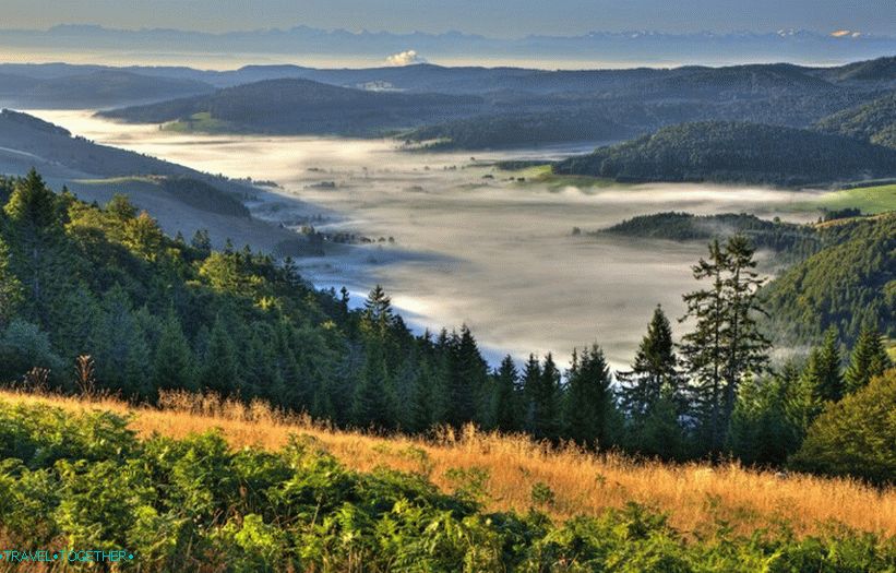 Fog in the Black Forest
