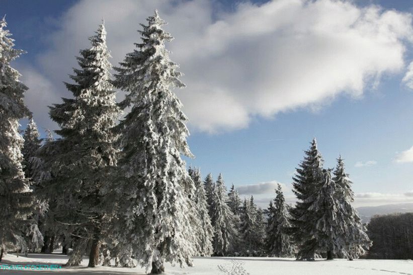 Winter Forest in the Black Forest