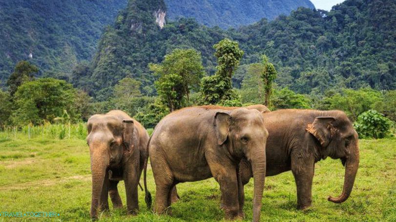 Elephants in Thailand