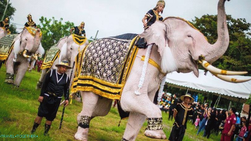 White Elephants in Thailand