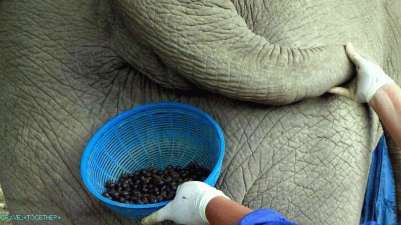 Black Ivory coffee production from elephant dung in Thailand