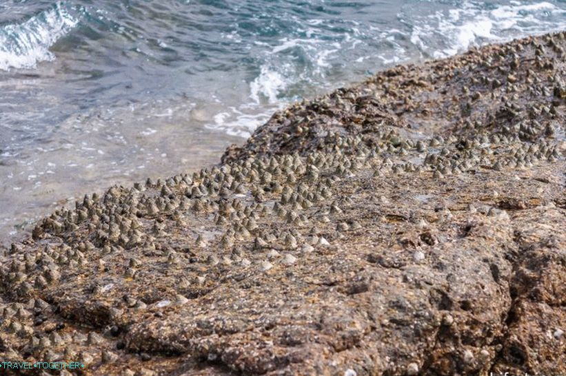 And it's better not to swim here, the shells on the stones are very sharp