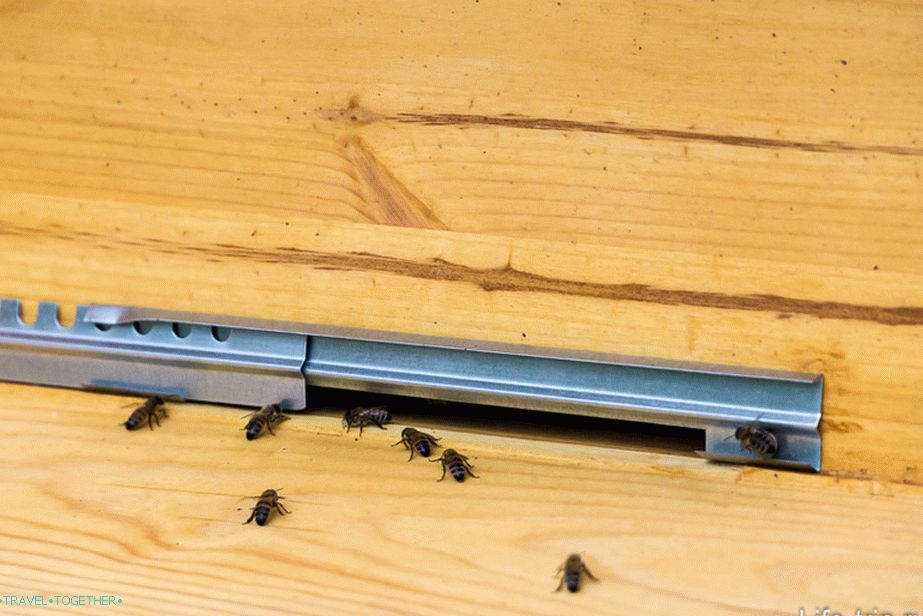 Bees can fly and fly only here