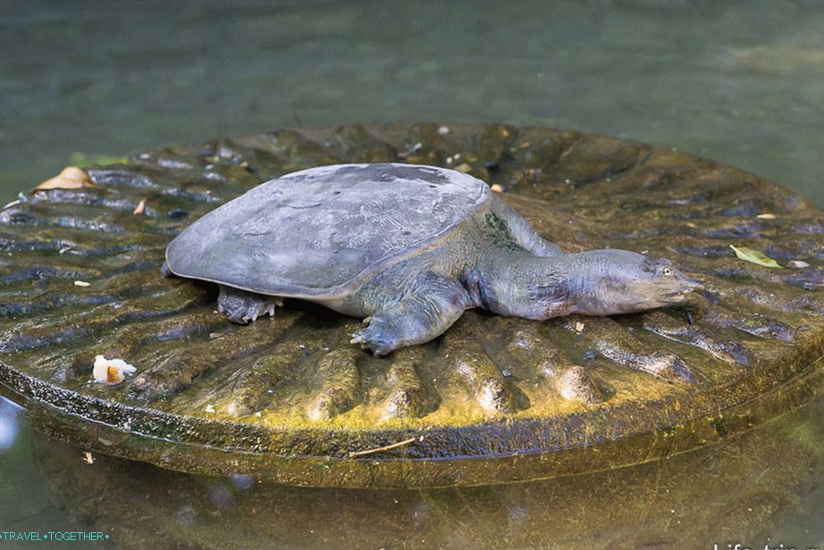 Pond with a turtle and fish