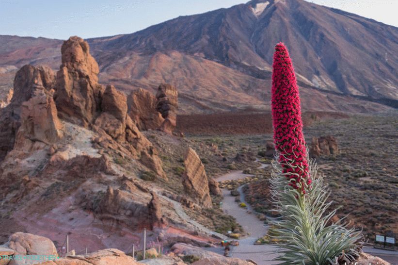 Takhinaste - endemic to the island of Tenerife