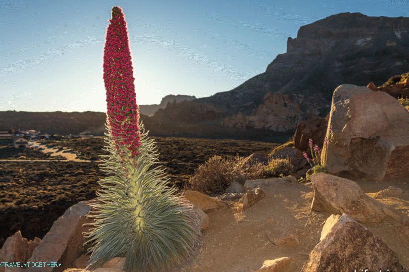 Takhinaste on Tenerife - the flower of the volcano or tower of jewels