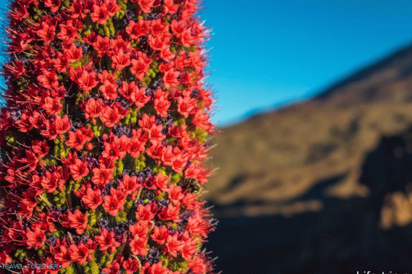 Scattering thousands of beautiful flowers