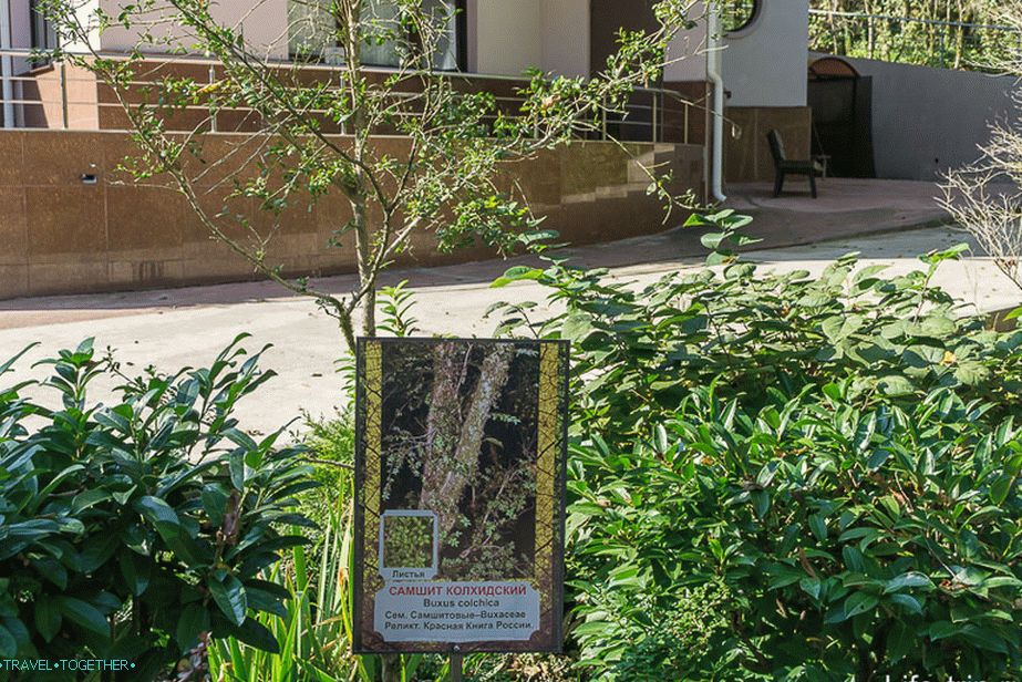 Near the entrance grows boxwood, labeled