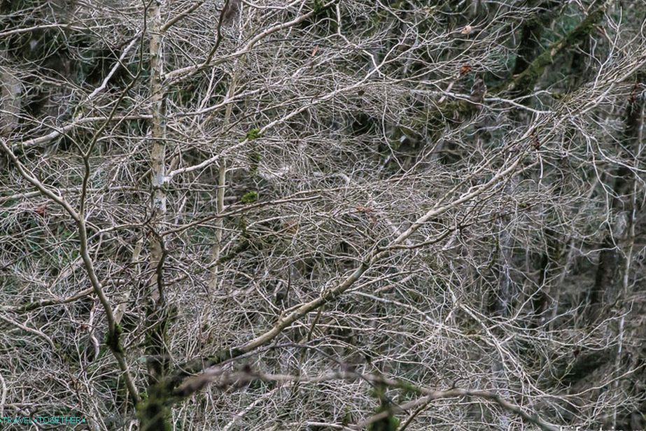 Dead boxwood, frozen in eternal winter
