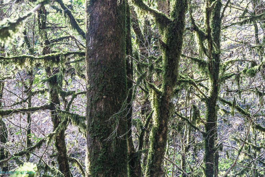 At first, I want to make a lot of photos of moss