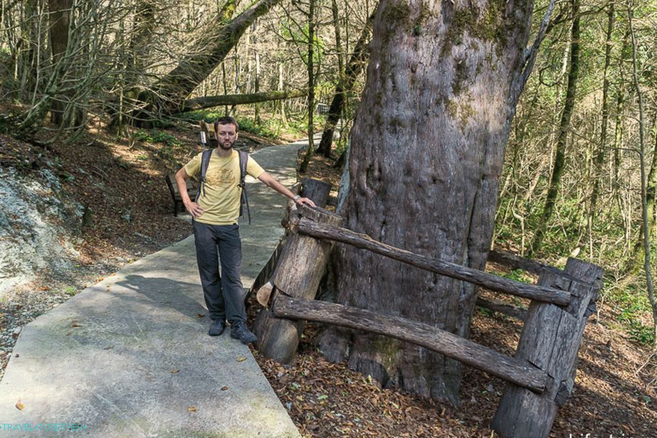 Standing next to a giant yew