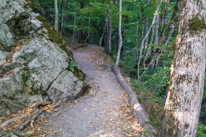 Health Path in Rosa Khutor - a leisurely walk through the forest