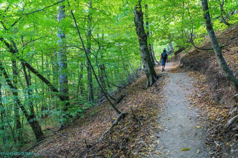 Health Path in Rosa Khutor - a leisurely walk through the forest