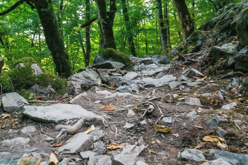 Health Path in Rosa Khutor - a leisurely walk through the forest