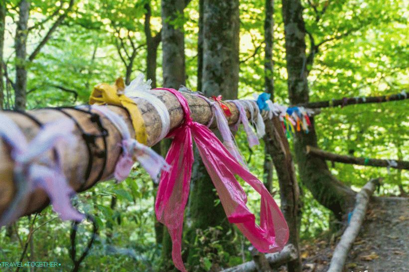 Health Path in Rosa Khutor - a leisurely walk through the forest