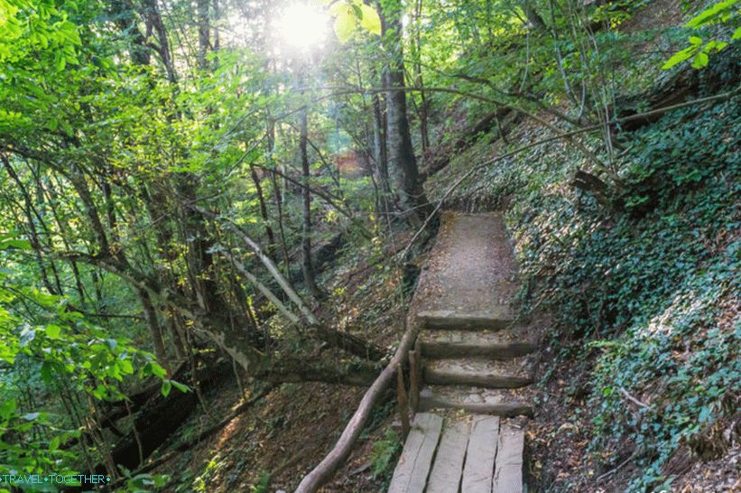 Health Path in Rosa Khutor - a leisurely walk through the forest
