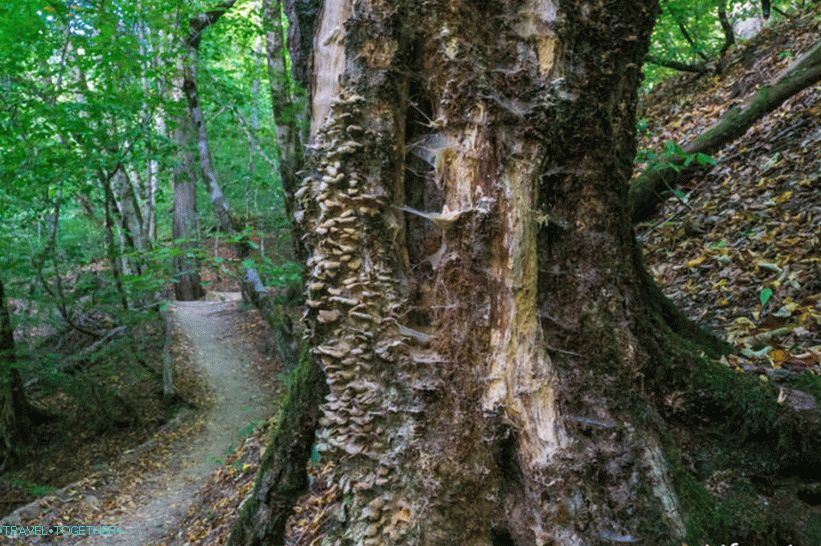 Health Path in Rosa Khutor - a leisurely walk through the forest