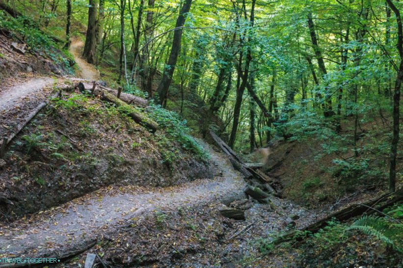 Health Path in Rosa Khutor - a leisurely walk through the forest