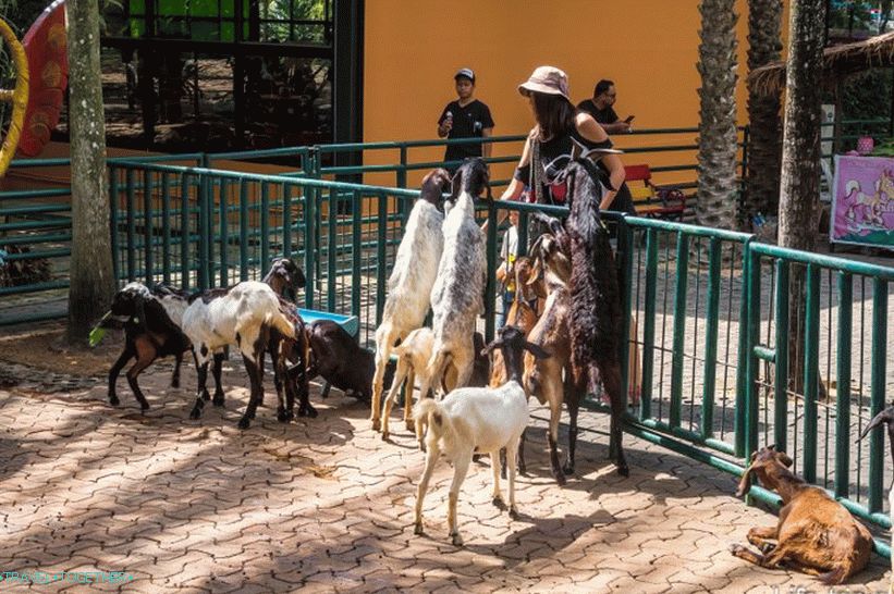 Nong Nooch Tropical Park in Pattaya is the main attraction