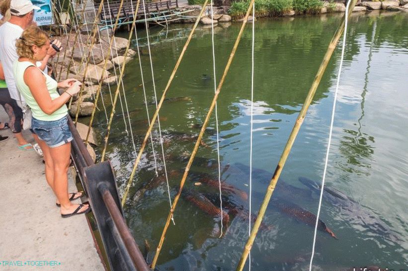 You can feed the giant fish