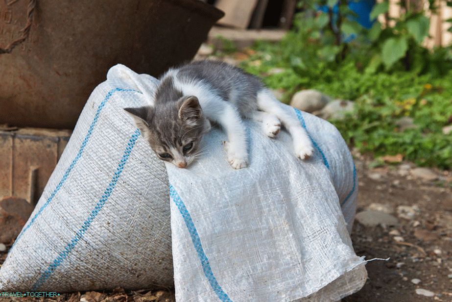 One of the inhabitants of this house