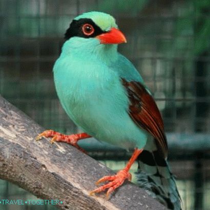 Phuket Zoo