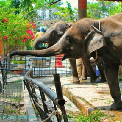 Phuket Zoo